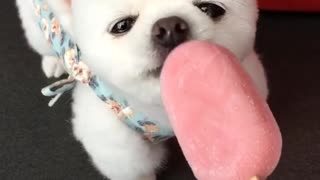 Adorable perro pequeño disfruta un delicioso helado