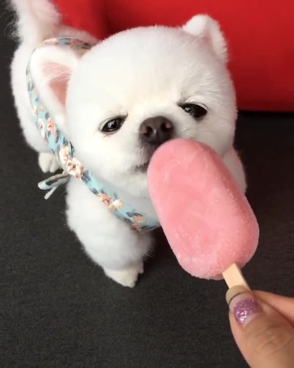 Adorable perro pequeño disfruta un delicioso helado