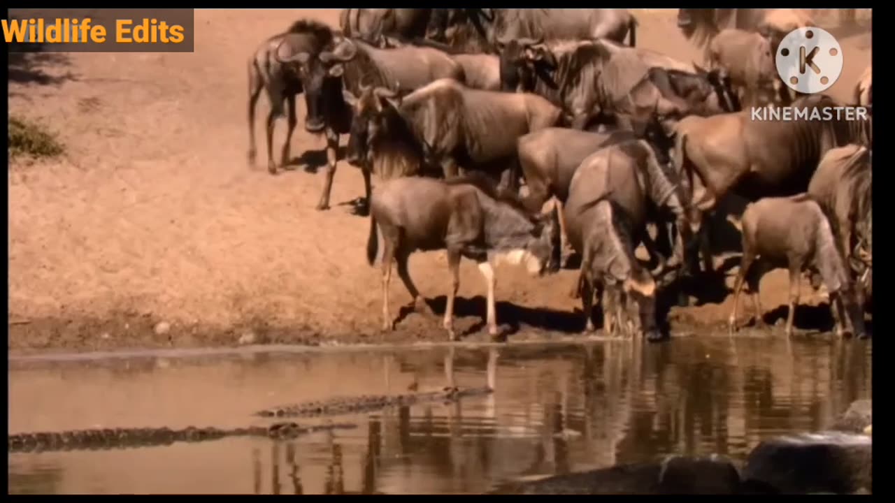Crodile attack Wilde Beest & buffalo