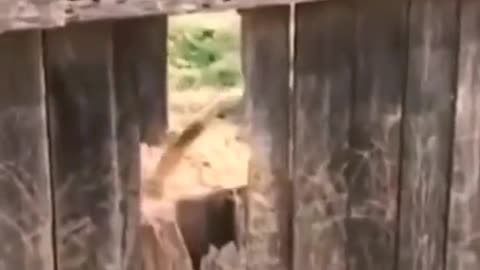 Cute & Funny Cats & Dogs video- Episode 2