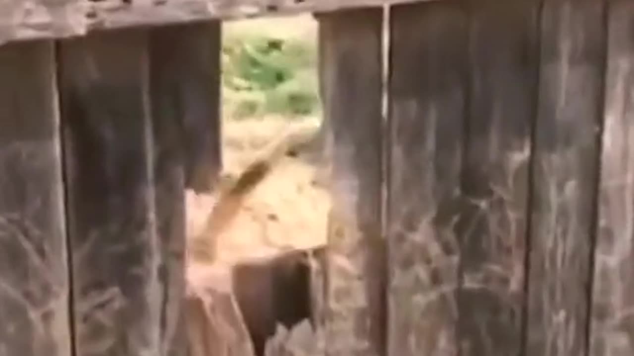 Cute & Funny Cats & Dogs video- Episode 2