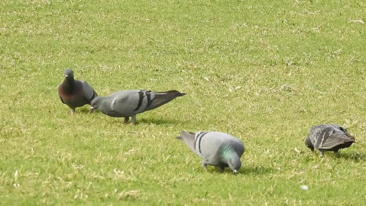 Birds Pigeons Doves Feathers Wildlife Animals