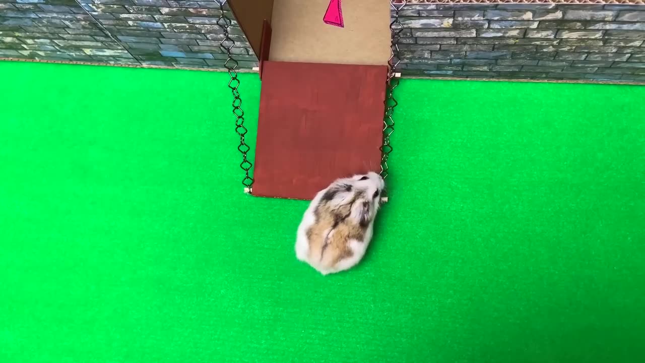 🐹Hamster escapes the awesome maze for Pets in real life 🐹 in Hamster stories