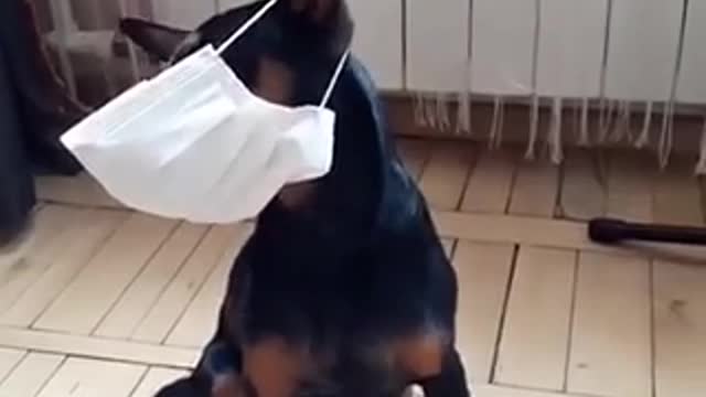 Dogs put on mask after hearing cough/sneeze 😷 😂