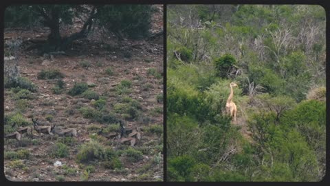 Hunting and Eating Zebra!! Inside a South African Game Reserve!!