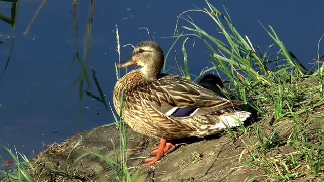 (java)MANUILA DUCK