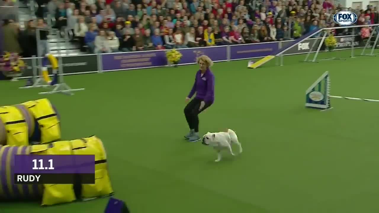 Watch Rudy the Bulldog crush the 2019 WKC Masters Agility course FOX SPORTS