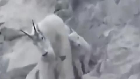 The Bear's Luck Runs Out