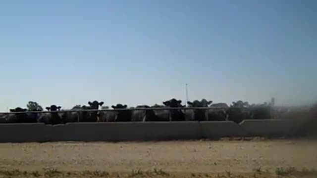 RACIST COWS! - June 22nd 2011