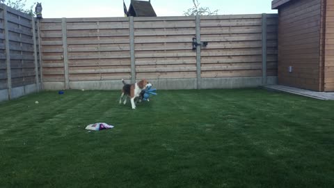 Beagle Puppy 8 Weeks Old Playing and Bouncing Around