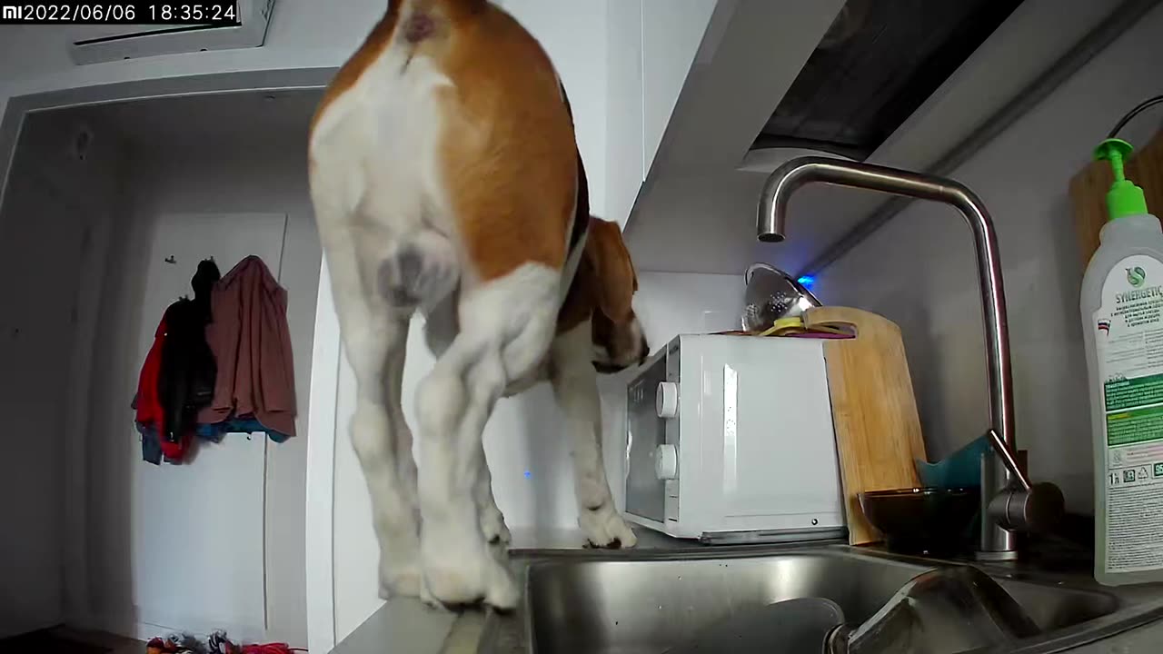 Snooping Dog Falls Off Kitchen Counter