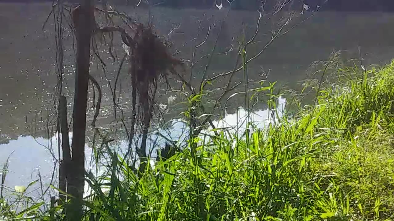 19.8.2024 The Barron River, Kuranda