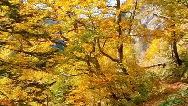 Would you like to hike here🍁🍂🌲