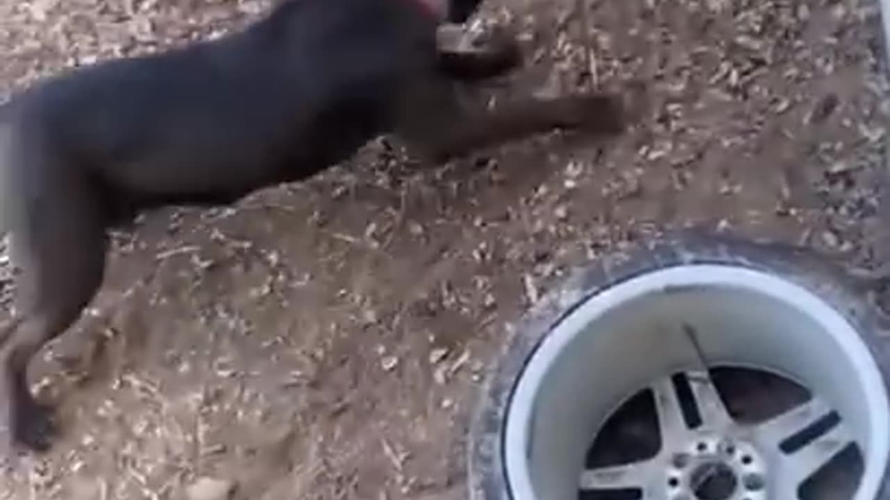 Dog Corners Cayote in an epic stand off