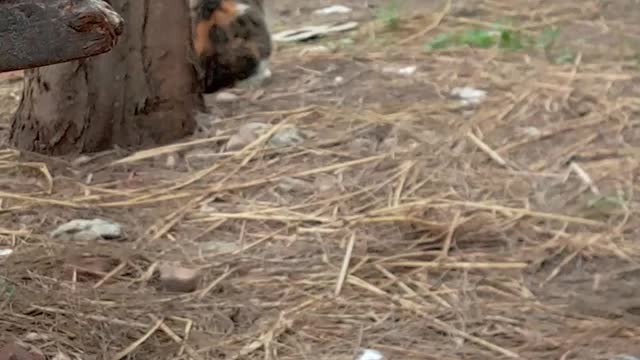 Video of my cat in front of the house