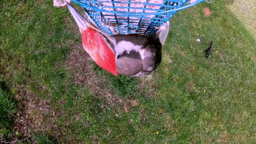 Gigantic woodpecker flies in for smooth landing at the feeder