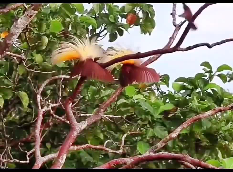 A beautiful bird