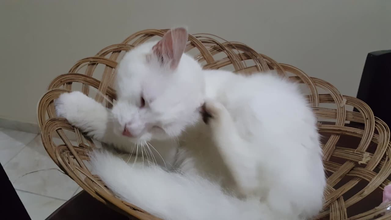 My cat hasn't bathed in two days so her body is itchy(new cat Video)