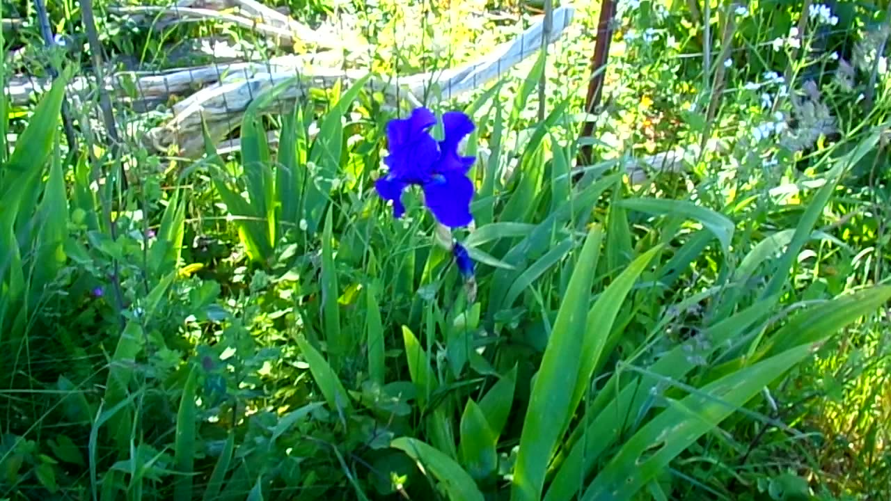 Little flower: