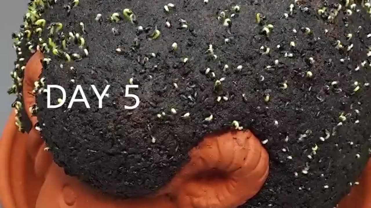 Growing Dragon fruit seeds #shorts #timelapse #amazingtube