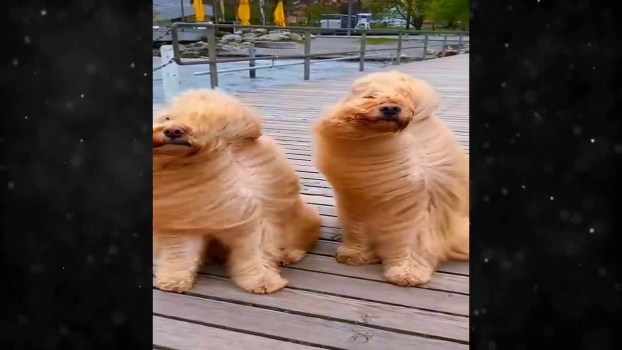 New Funny Videos 2024 😍 Funniest Cats & Dogs Videos🐶😹 Part 05