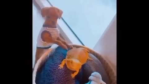 Funny clip of animals