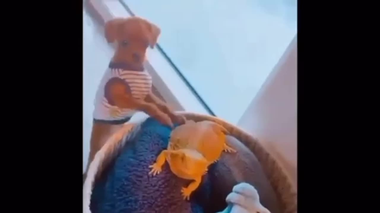 Funny clip of animals