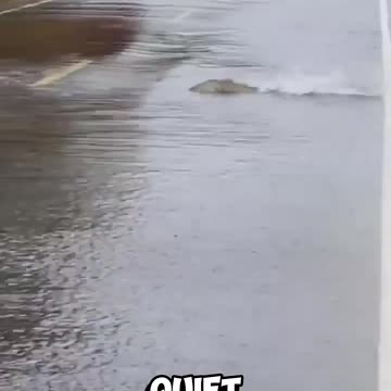 Salmon Cross the Road