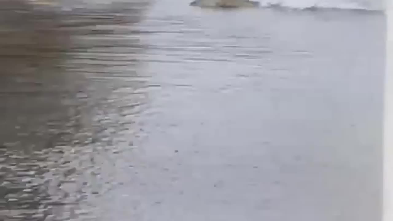 Salmon Cross the Road