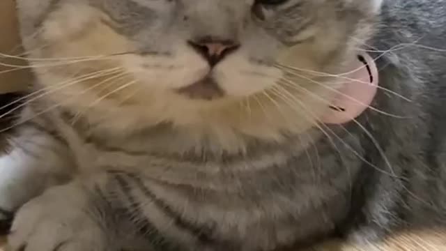 Kitten liked massage