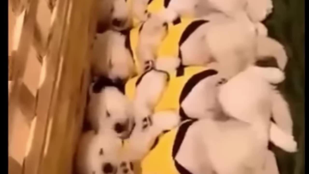 Diese Tiere zaubern dir ein Lächeln ins Gesicht! 😊