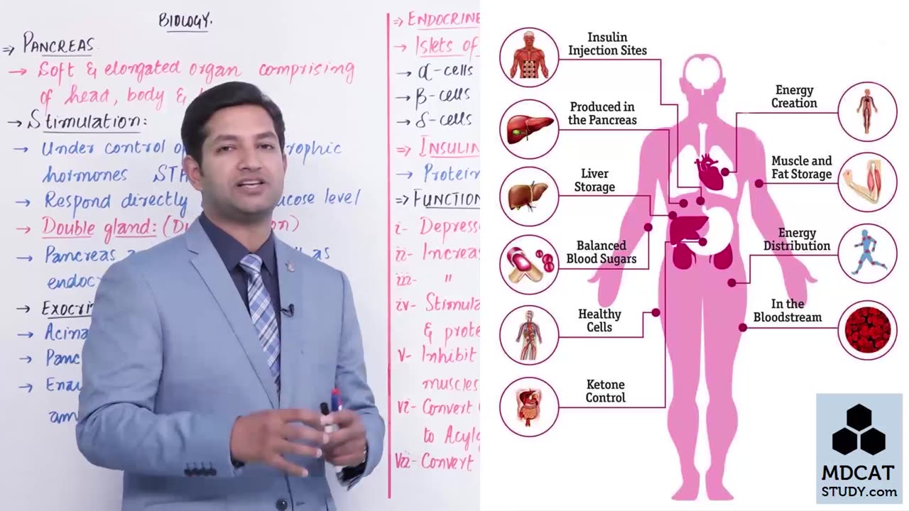 LEC#24 PANCREAS