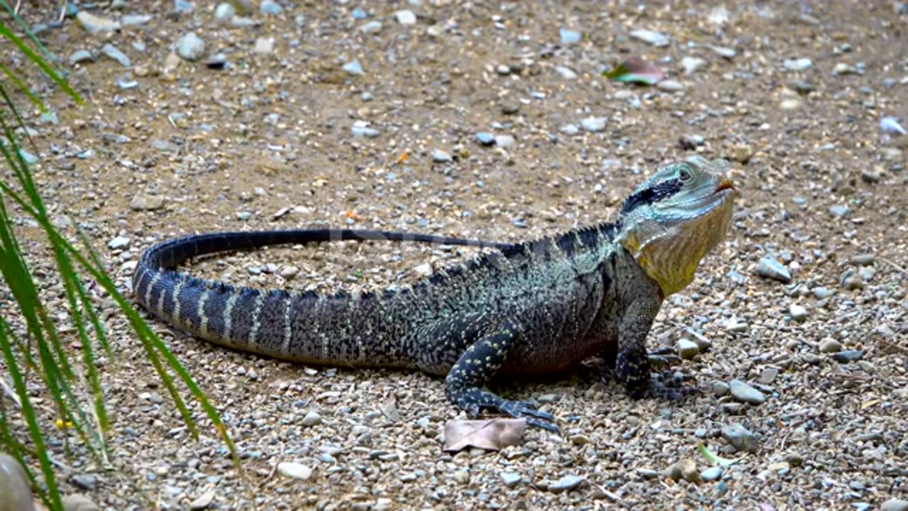 Frilled Lizard, Australian Water Dragon, Physignathus, Lizard, New Zealand