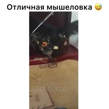 Videos of animals, pets, cats. dogs, etc.