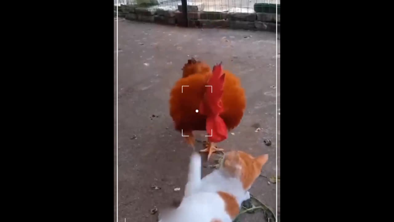 Funny Fight cat vs chicken 🐔