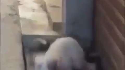 Cats fighting