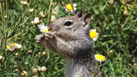 "Nibbling on Nature's Sweet Bounty 🌼🐿️"