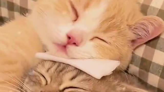This kitten is sad to see his friend sick