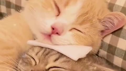 This kitten is sad to see his friend sick