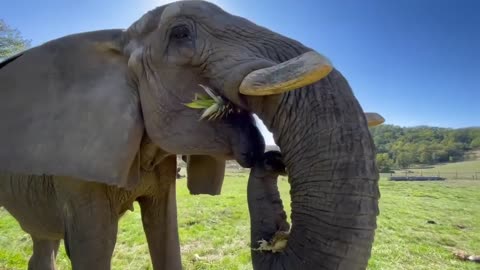 The amazing moment elephant