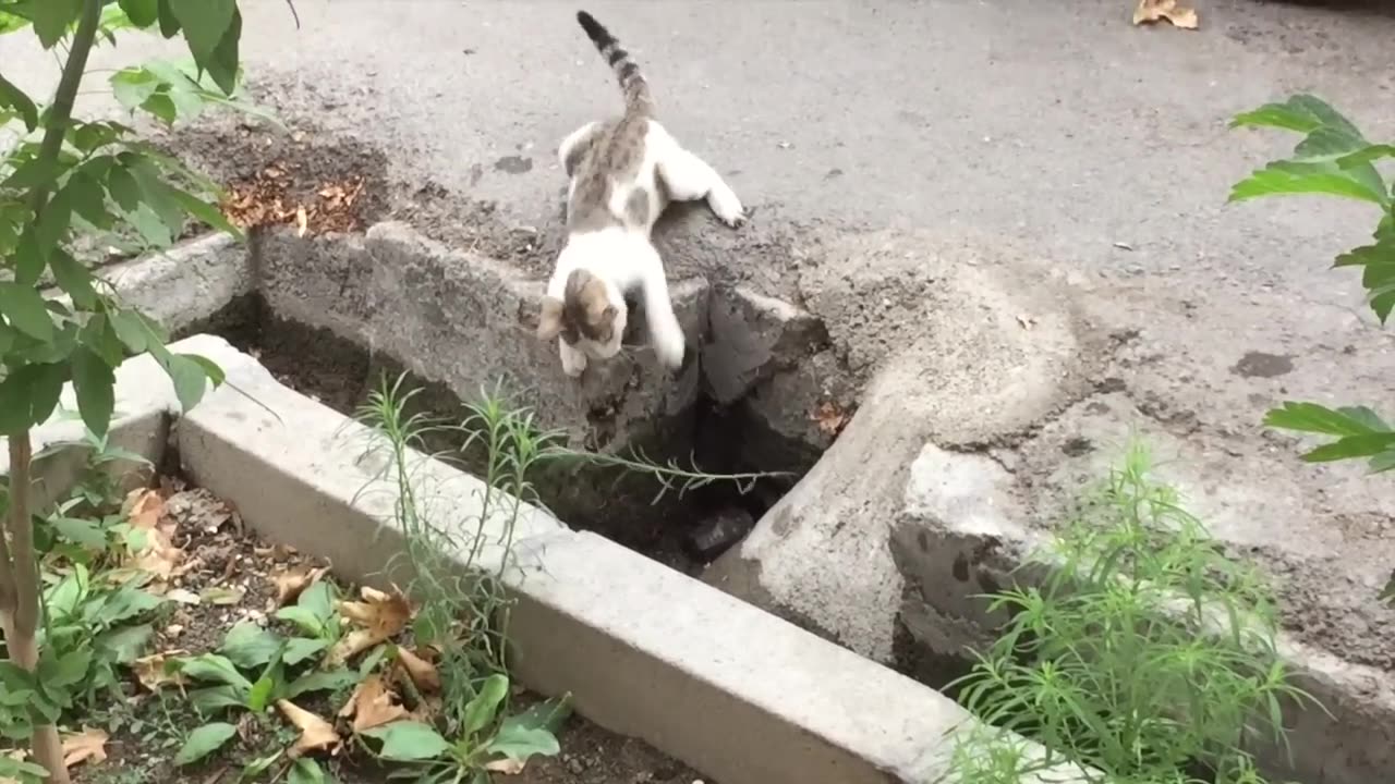 Funny Cute cat playing and eating a plant