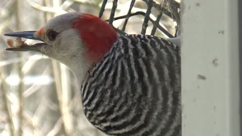 Red Bellied Woodpecker