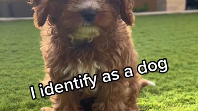 I’m a dog but according to my mum I’m just a baby .mp4