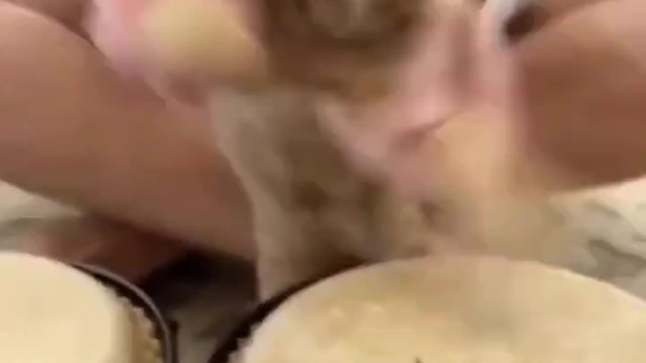 Cat plays drums 😂