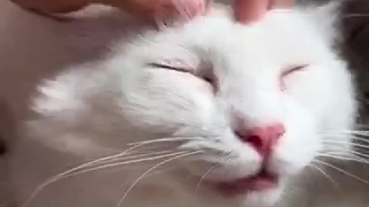 Amazing cat 🐈 trending video