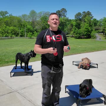 How To Get a More Reliable Stay With Your Dog