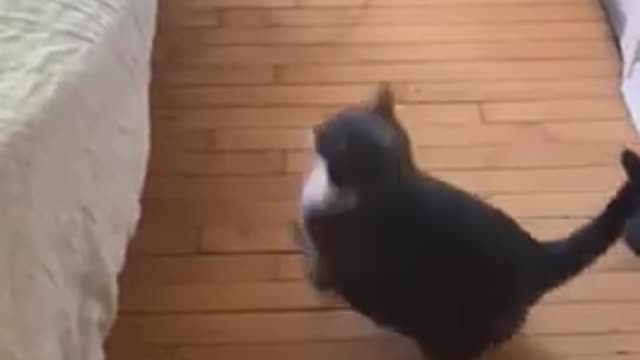Animals Fails Funny videos, Cute animals fails 2021