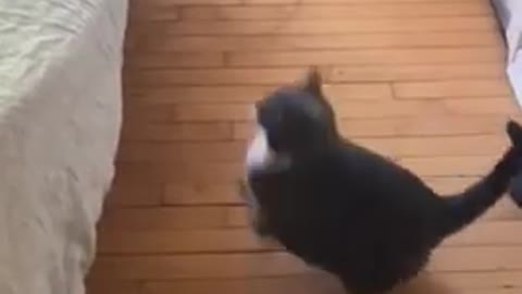 Animals Fails Funny videos, Cute animals fails 2021