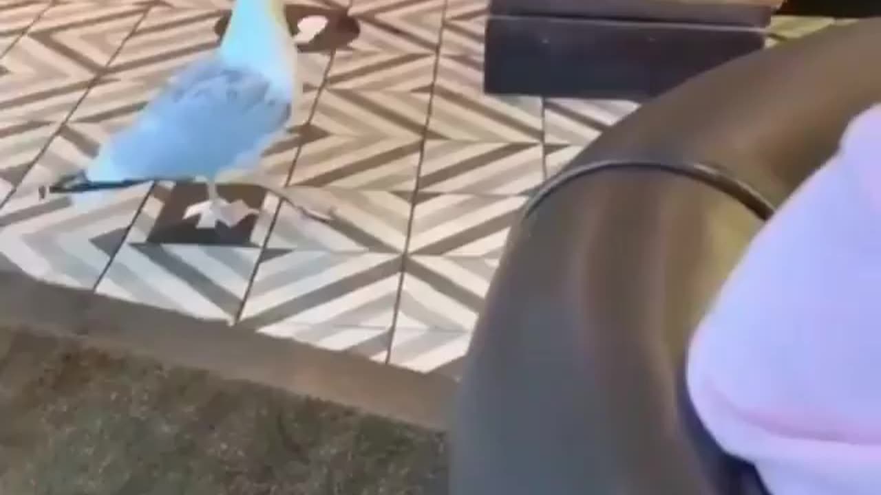 funny bird 😂 | theive bird funny