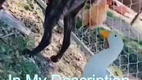 Best funny cat videos